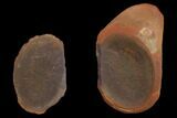 Fossil Worm (Rhaphidiophorus) Pos/Neg - Illinois #120719-2